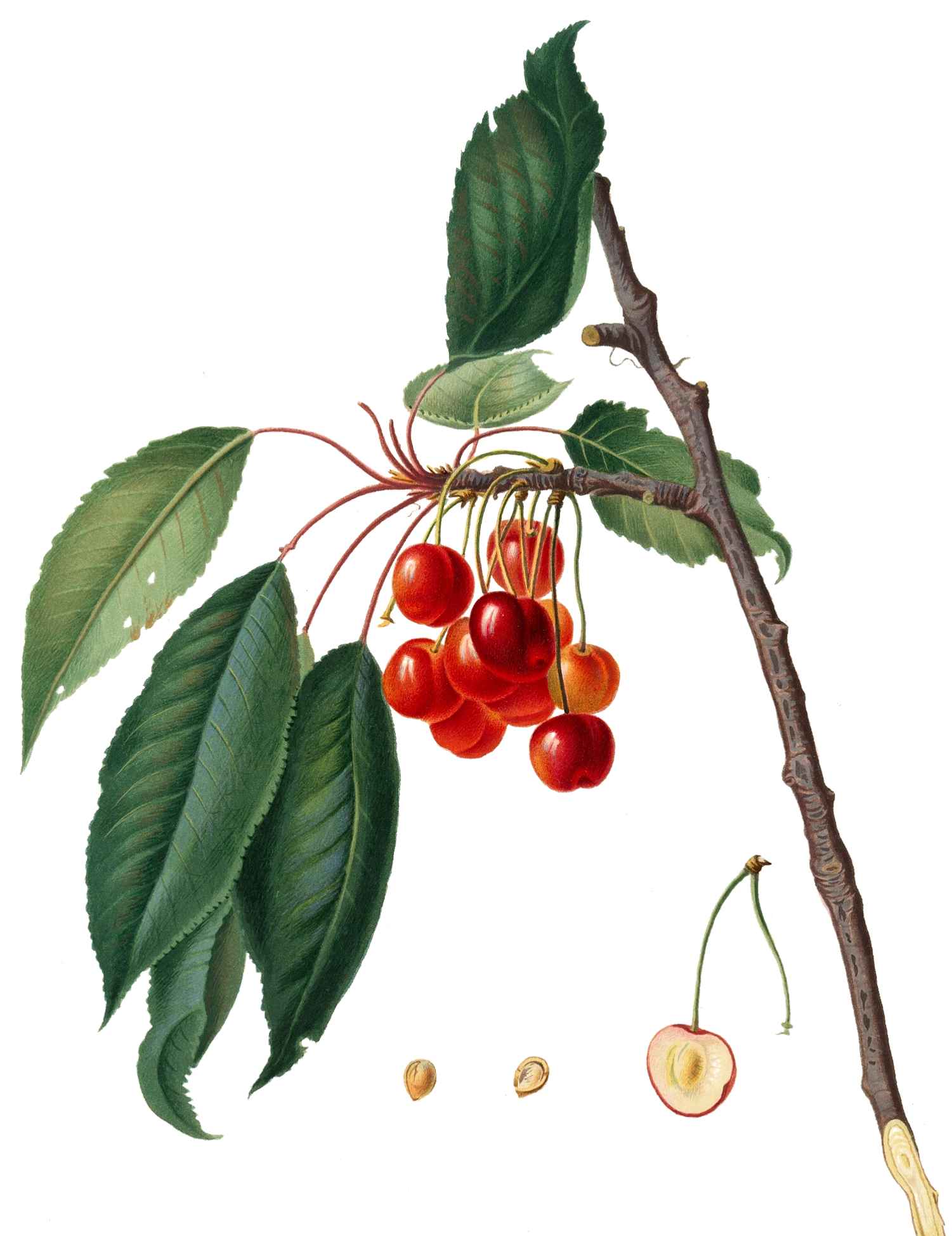 Background image with a cherry.
